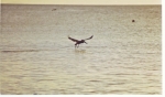 Pelican 3.jpg
